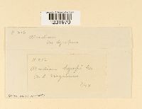 Aecidium lycopi image