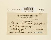 Puccinia antirrhini image