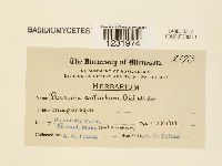 Puccinia antirrhini image