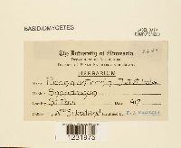 Puccinia antirrhini image