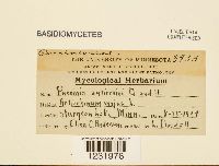 Puccinia antirrhini image