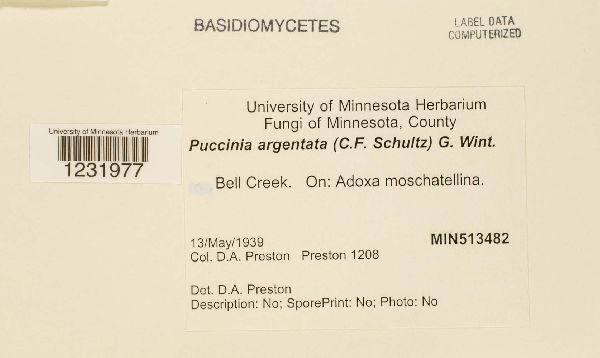 Puccinia argentata image