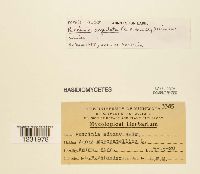 Puccinia argentata image