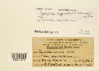 Puccinia argentata image