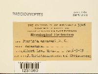 Puccinia asparagi image