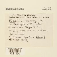 Puccinia asparagi image