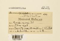 Puccinia asparagi image