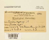 Puccinia asparagi image