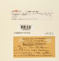 Puccinia atrofusca image