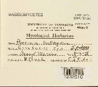 Puccinia bolleyana image