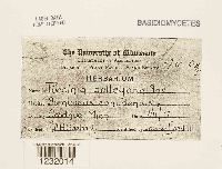 Puccinia bolleyana image