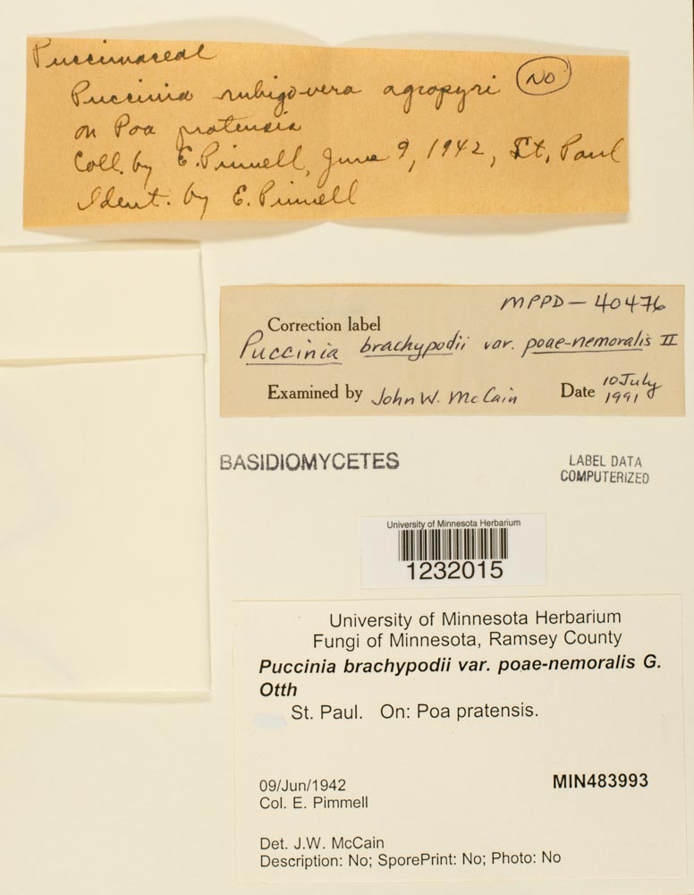 Puccinia brachypodii image