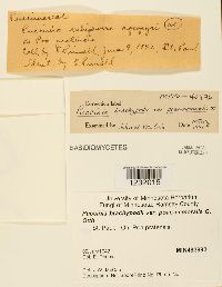 Media resource of Puccinia brachypodii