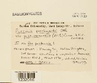 Puccinia brachypodii image