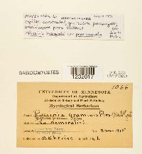 Puccinia brachypodii image