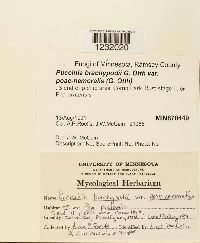 Puccinia brachypodii image