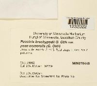 Puccinia brachypodii image