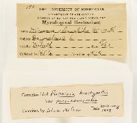 Puccinia brachypodii image