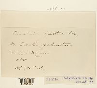 Puccinia calthae image