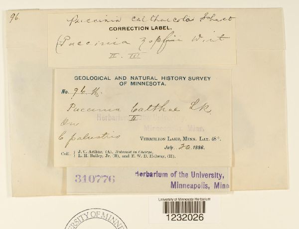 Puccinia calthicola image