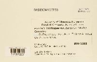 Media resource of Puccinia calcitrapae