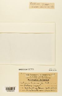 Puccinia bardanae image