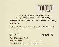 Puccinia calcitrapae image