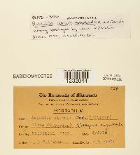 Media resource of Puccinia caricis-shepherdiae