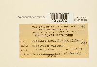 Media resource of Puccinia grossulariae