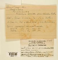 Puccinia caricis image