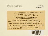 Puccinia grossulariae image