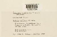 Puccinia caulicola image