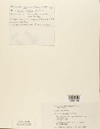 Puccinia caulicola image