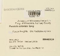 Puccinia chloridis image