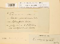 Puccinia chloridis image