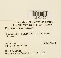 Puccinia chloridis image
