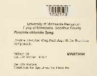 Puccinia chloridis image