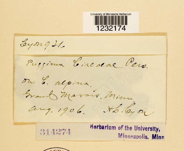 Puccinia circaeae image