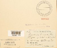 Puccinia circaeae image