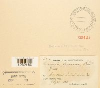 Puccinia circaeae image