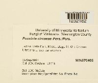 Puccinia circaeae image