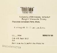 Puccinia circaeae image