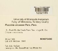 Puccinia circaeae image