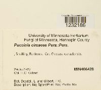 Puccinia circaeae image