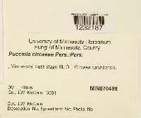 Puccinia circaeae image