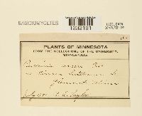 Puccinia circaeae image