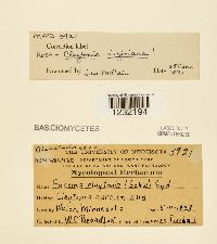 Media resource of Puccinia claytoniae