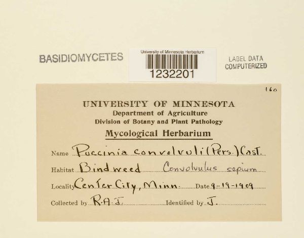 Puccinia convolvuli image