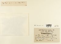 Puccinia convolvuli image