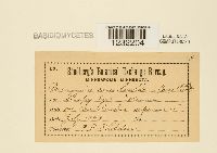 Puccinia convolvuli image